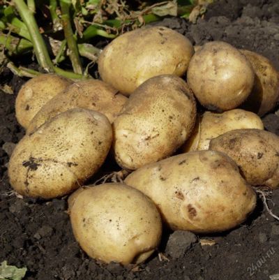 Лот: 5676051. Фото: 1. Картофель / картошка семенной... Картофель