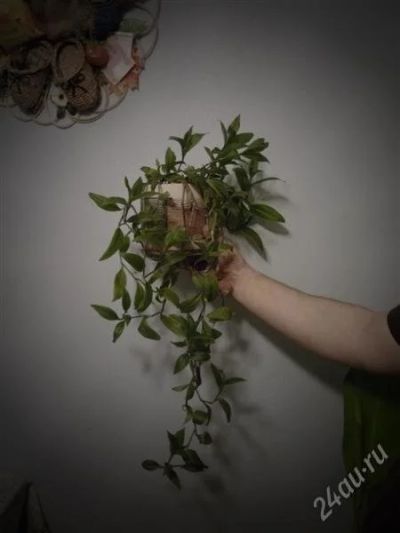 Лот: 2188351. Фото: 1. традесканция. Горшечные растения и комнатные цветы