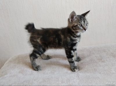 Лот: 15934586. Фото: 1. Котенок. Кошки, котята
