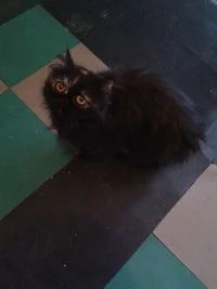 Лот: 3607038. Фото: 1. отдам персидскую кошку. Кошки, котята