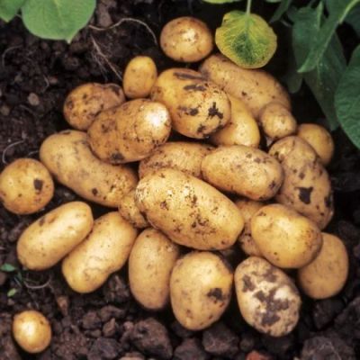Лот: 7357649. Фото: 1. Вкуснейшая картошечка со своего... Картофель