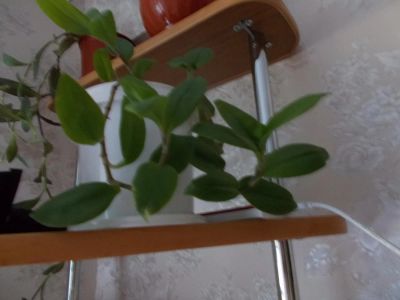 Лот: 3631482. Фото: 1. Традесканция. Горшечные растения и комнатные цветы
