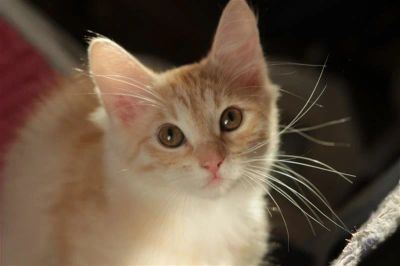 Лот: 2602821. Фото: 1. Шикарная длинношерстная рыжая... Кошки, котята