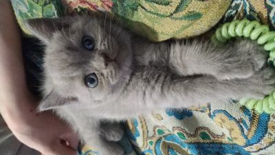Лот: 13875946. Фото: 1. Котенок Шотландский страйт. Кошки, котята
