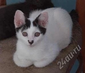 Лот: 2103959. Фото: 1. Котёнок. Кошки, котята