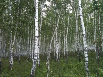 Лот: 5469410. Фото: 1. участок в д.Бугачево 70соток. Земельные участки