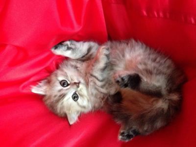 Лот: 5983672. Фото: 1. Отдам красивого котенка. Кошки, котята