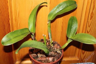 Лот: 1549015. Фото: 1. Орхидея Cattleya (каттлея). Горшечные растения и комнатные цветы