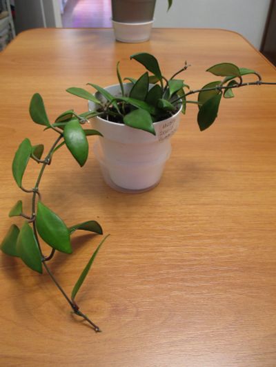 Лот: 21730556. Фото: 1. Хойя. Hoya davidcummingii. Горшечные растения и комнатные цветы