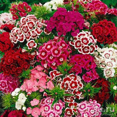 Лот: 8206945. Фото: 1. гвоздика турецкая смесь окрасок... Садовые цветы