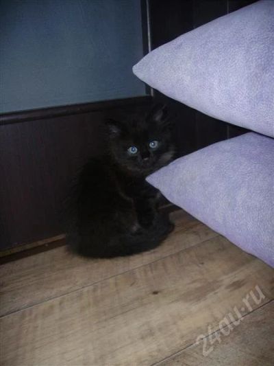 Лот: 382999. Фото: 1. Котенок мальчик 2 месяца очень... Остальные животные