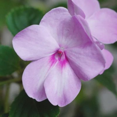 Лот: 3484453. Фото: 1. Бальзамин сиреневый. Горшечные растения и комнатные цветы