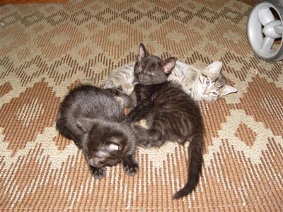 Лот: 1330009. Фото: 1. Котята (мальчики). Кошки, котята