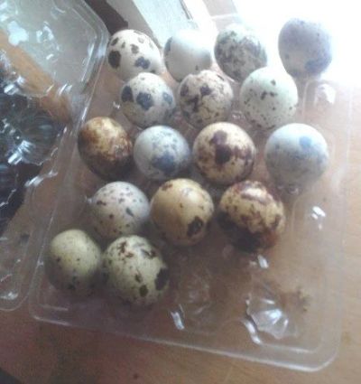 Лот: 17864435. Фото: 1. Яйцо перепелиное 18шт в боксе. Мясо, птица, яйцо