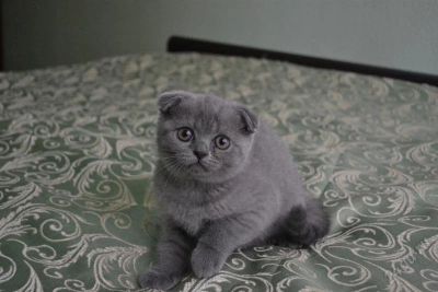 Лот: 2028325. Фото: 1. Шотландский котенок. Кошки, котята