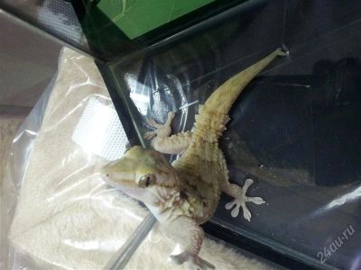 Лот: 2778665. Фото: 1. Геккон толстопалый Тюрнера (Pachydactylus... Остальные животные