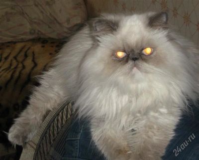 Лот: 2262603. Фото: 1. Кошечка перс. Кошки, котята