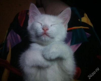 Лот: 2362380. Фото: 1. Котёнок белый. Кошки, котята