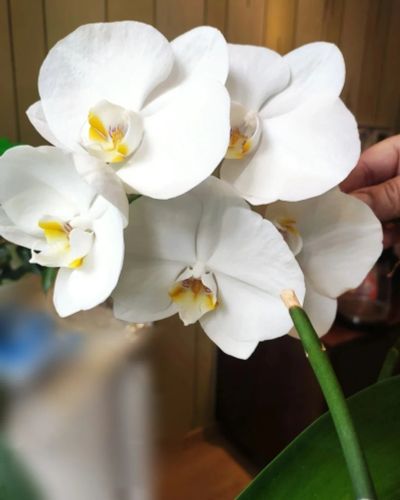 Лот: 23703648. Фото: 1. Орхидея взрослая,крупная. Горшечные растения и комнатные цветы