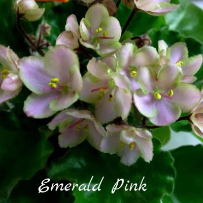 Лот: 4623872. Фото: 1. Мини фиалка сортовая Emerald pink... Горшечные растения и комнатные цветы