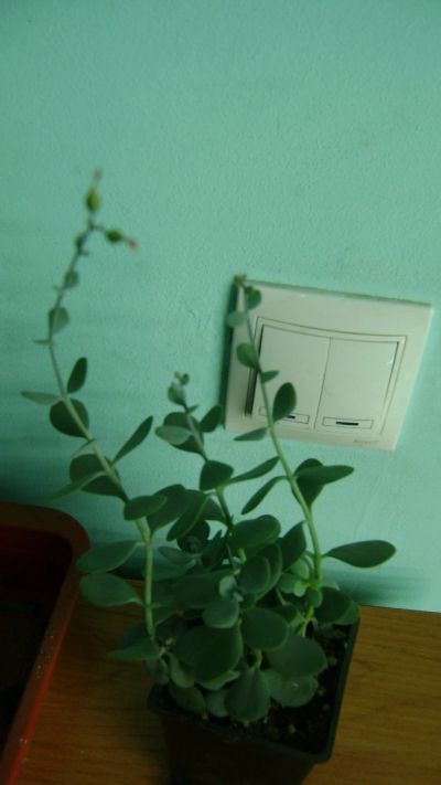 Лот: 10027143. Фото: 1. компактный каланхое Kalachoe rotundifolia. Горшечные растения и комнатные цветы