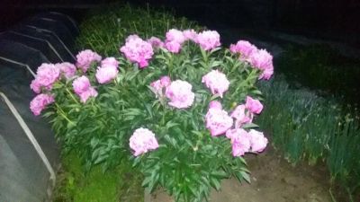 Лот: 9839603. Фото: 1. цветы. пионы, праздничный букет... Свежие цветы