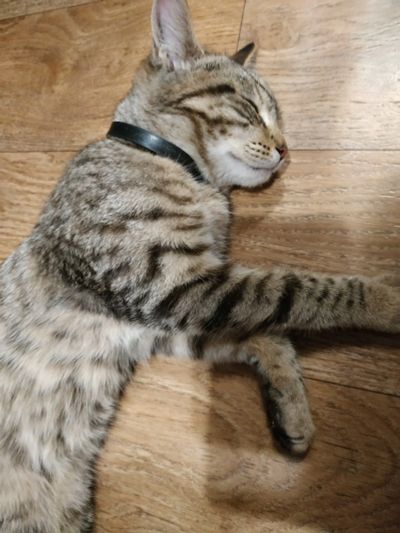 Лот: 16228332. Фото: 1. Котенок, девочка, примерно пятый... Кошки, котята