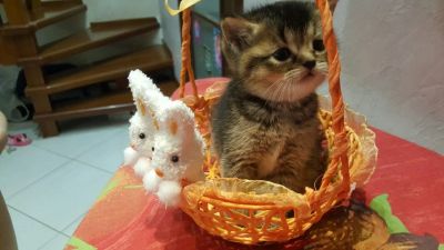 Лот: 9446658. Фото: 1. Продам очаровательных британцев. Кошки, котята