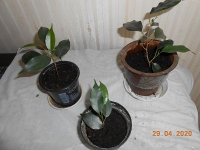 Лот: 15897243. Фото: 1. фикус бенжамина молодые. Горшечные растения и комнатные цветы