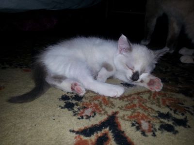 Лот: 7449496. Фото: 1. Сиамский зайчик (девочка). Доставка. Кошки, котята