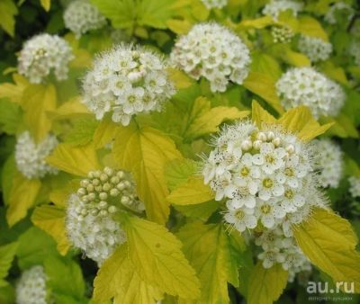 Лот: 14055990. Фото: 1. Пузыреплодник Luteus. Декоративные кустарники и деревья