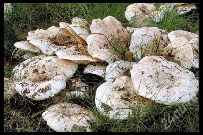 Лот: 478216. Фото: 1. Грузди. Овощи, фрукты, зелень
