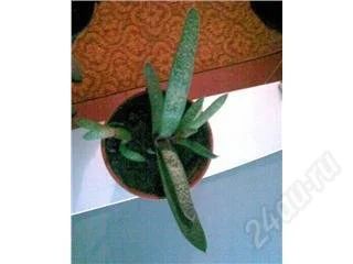 Лот: 80442. Фото: 1. Гастерия. Горшечные растения и комнатные цветы