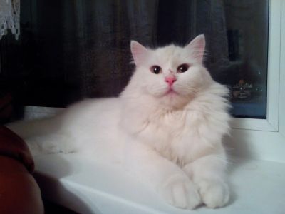 Лот: 4878459. Фото: 1. Кот Лотос ищет хозяина. Кошки, котята