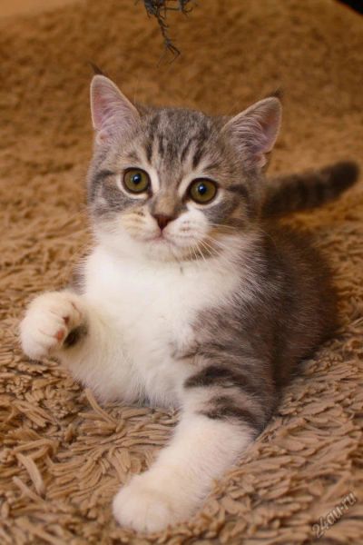 Лот: 5366810. Фото: 1. Серебристая леди шотландка с документами. Кошки, котята