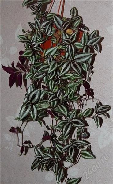Лот: 913619. Фото: 1. Традесканция. Горшечные растения и комнатные цветы