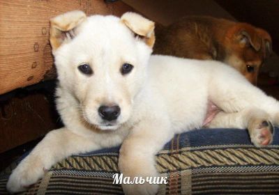 Лот: 3292080. Фото: 1. Три будущих охранника!. Собаки, щенки