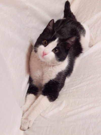 Лот: 4973015. Фото: 1. Отдам кота. Кошки, котята