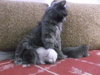 Лот: 2672747. Фото: 1. котята. Кошки, котята