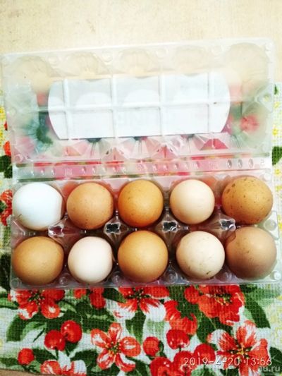 Лот: 13692630. Фото: 1. Яйцо куриное домашнее. Мясо, птица, яйцо