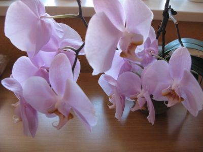 Лот: 15824980. Фото: 1. Фаленопсис (Орхидея ) нежно сиреневые... Горшечные растения и комнатные цветы