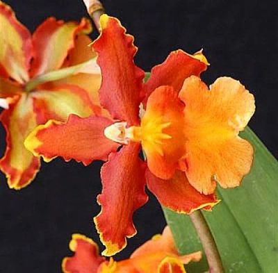 Лот: 12518727. Фото: 1. Орхидея Камбрия Кататанте. Горшечные растения и комнатные цветы