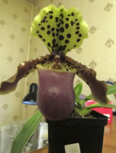 Лот: 3235558. Фото: 1. Орхидея paphiopedilum henryanum. Горшечные растения и комнатные цветы