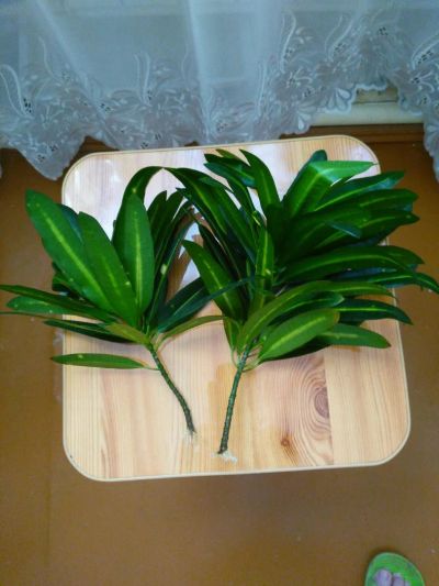Лот: 11421590. Фото: 1. Кротон. Горшечные растения и комнатные цветы