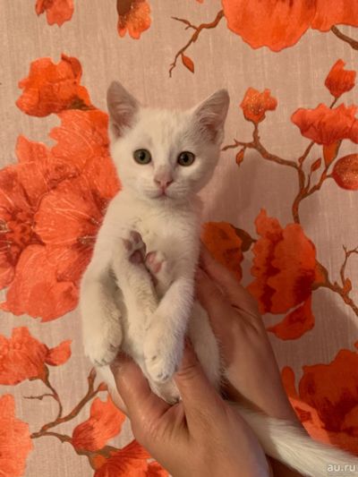 Лот: 17998042. Фото: 1. Котёнок. Кошки, котята