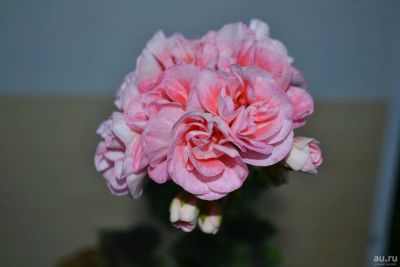 Лот: 14705297. Фото: 1. Зональная пеларгония " Юг-Саломея... Горшечные растения и комнатные цветы