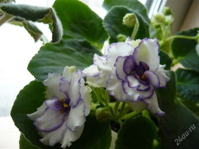 Лот: 2054949. Фото: 1. сортовая фиалка Pat Tracey-лист... Горшечные растения и комнатные цветы