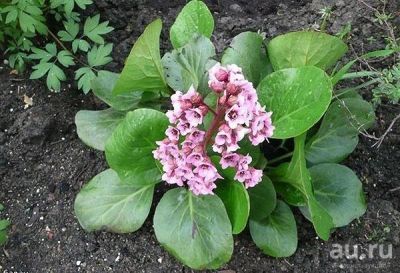 Лот: 9380446. Фото: 1. Бадан толстолистный Bergenia crassifolia. Садовые цветы