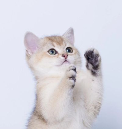 Лот: 4556870. Фото: 1. Золотая британочка. Кошки, котята