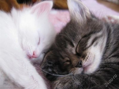 Лот: 980576. Фото: 1. Котята. Другое (животные и уход)